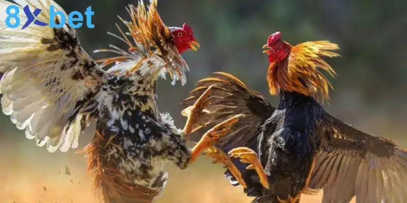 Đá gà trực tiếp - Giải trí kịch tính và đổi đời nhanh chóng Cần nắm rõ luật đá gà trực tiếp để có phương án cá cược thích hợp