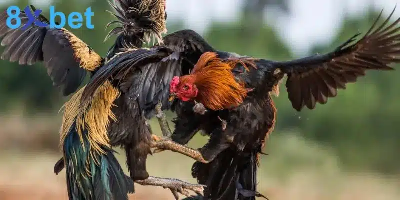 Đá gà trực tiếp - Giải trí kịch tính và đổi đời nhanh chóng Có nhiều thể loại đá gà đa dạng cho anh em lựa chọn