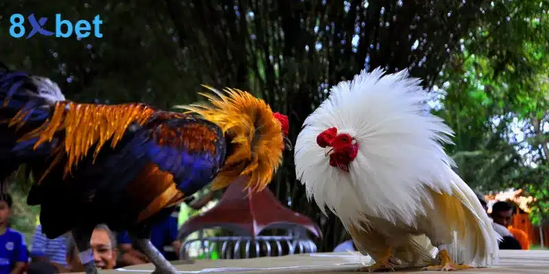 Đá gà cựa dao - Trải nghiệm các trận đấu kịch tính, hấp dẫn đá gà cựa dao từ philippines nổi bật với chiến kê gắn lưỡi dao sắc bén vào cựa