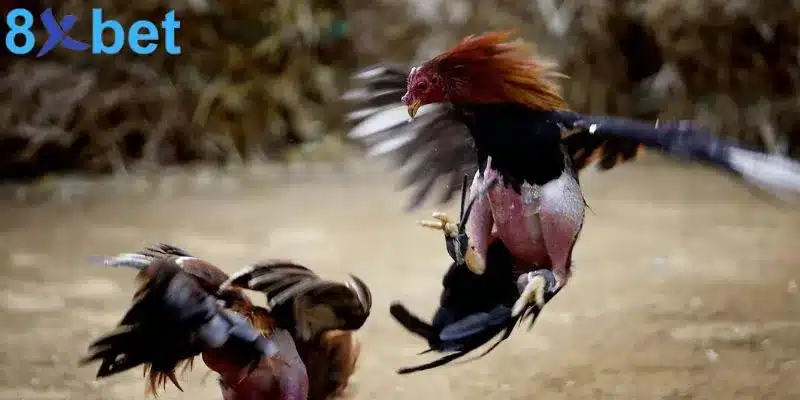 Đá gà trực tiếp - Giải trí kịch tính và đổi đời nhanh chóng Đá gà mạng trực tiếp cung cấp những trận đấu vô cùng hấp dẫn