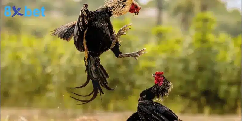Đá gà cựa dao - Trải nghiệm các trận đấu kịch tính, hấp dẫn những trường hợp có thể khiến trận đá gà cựa dao kết thúc